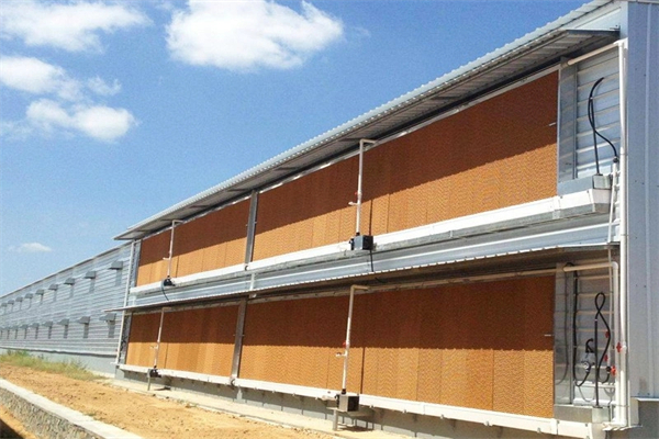 معدات تغذية الدجاج الأوتوماتيكية بالكامل وبيت الدواجن ومعدات تغذية الدجاج اللاحم.webp (6)